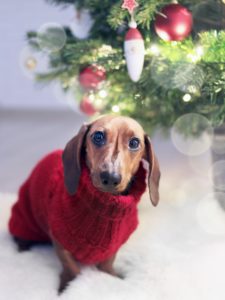Christmas Pet Dog